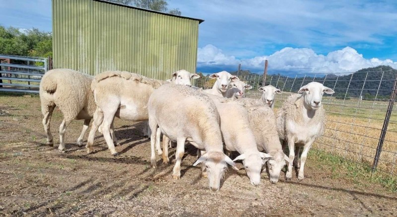 20 x SIL Australian White ewes