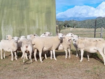 20 x SIL Australian White ewes