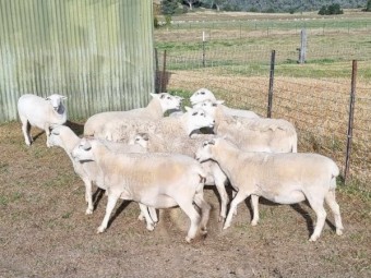 20 x SIL Australian White ewes
