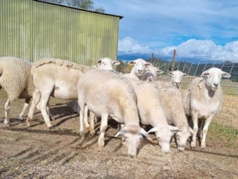 20 x SIL Australian White ewes