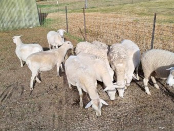 20 x SIL Australian White ewes