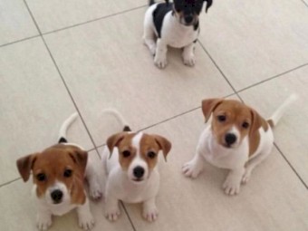 HEALTH TESTED JACK RUSSELL PUPPIES FOR SALE