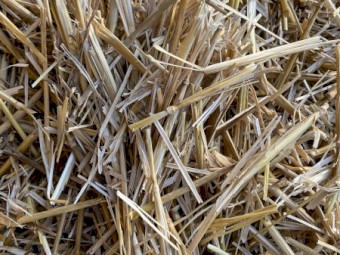 Wheat straw