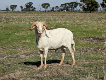 Damara Rams