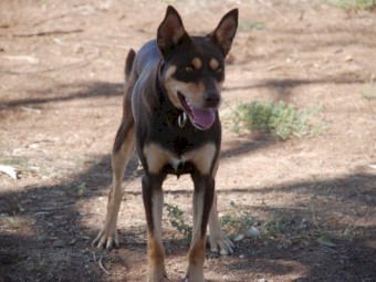 Woodland View Kelpie Stud