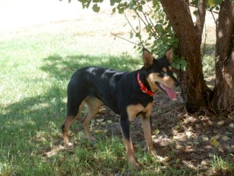 Woodland View Kelpie Stud