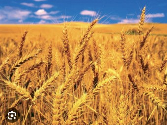 Stock feeds available