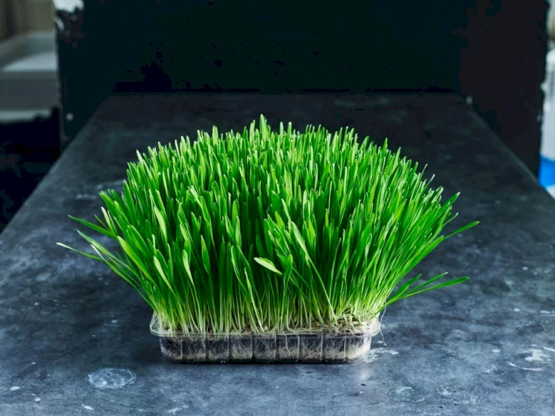 WANTED 1mt Barley Seed