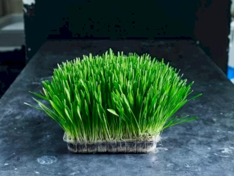 WANTED 1mt Barley Seed