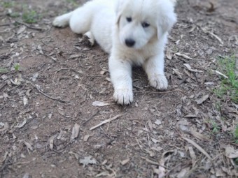 Maremma puppies