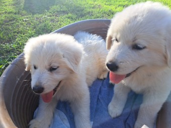 Maremma puppies
