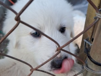 Maremma puppies
