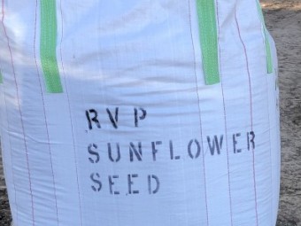 Black Sunflower Seeds 