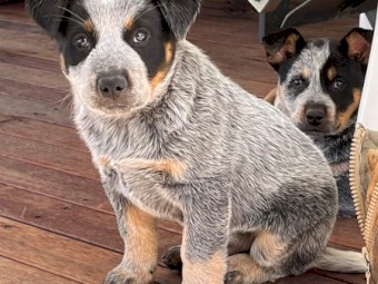 Cattle dog pups