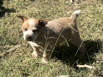 Cattle dog pups