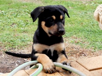 Kelpie Pups