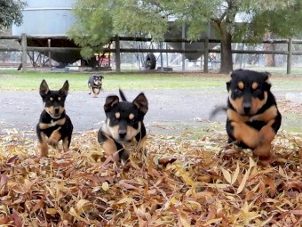 Kelpie Pups