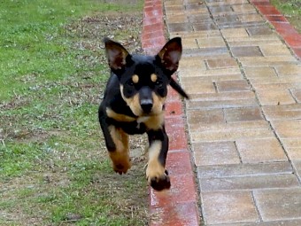 Kelpie Pups
