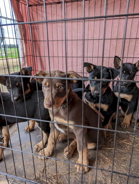 Kelpie Puppies