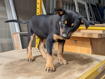 Kelpie Puppies