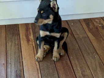 Kelpie Puppies