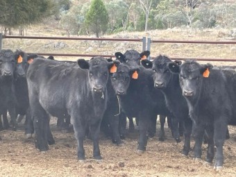 Pure Bred Angus Heifers for Sale