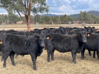 Pure Bred Angus Heifers for Sale
