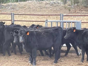 Pure Bred Angus Heifers for Sale