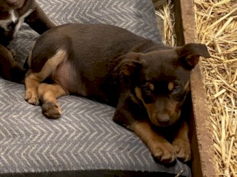 Kelpie Pups
