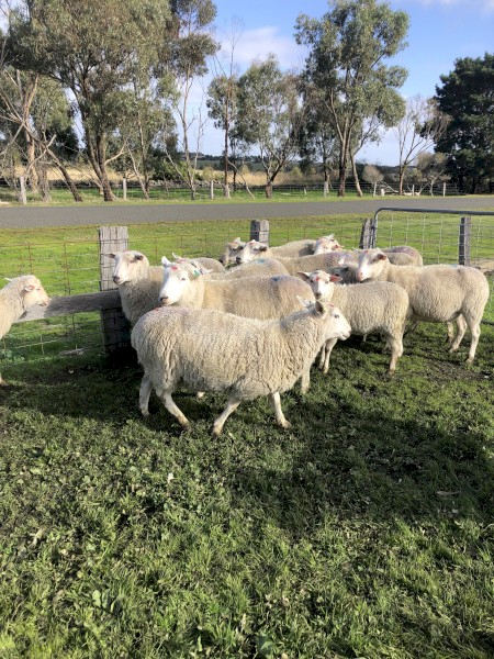 SIL Ex stud highlander ewes and ram package 