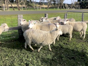 SIL Ex stud highlander ewes and ram package 