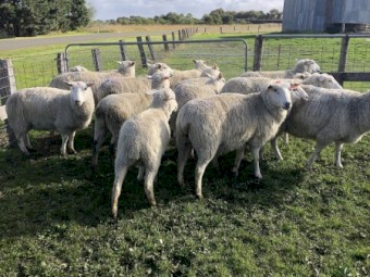 SIL Ex stud highlander ewes and ram package 