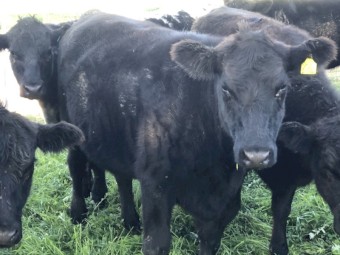Black Angus Heifers 