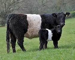 BELTED GALLOWAY CALVES