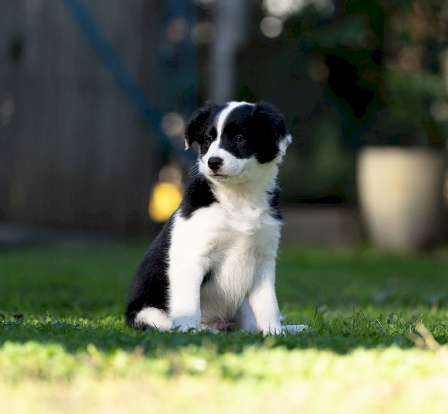 Border Collie Puppies Pure Bred