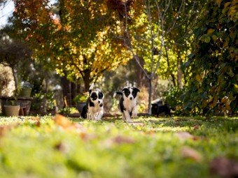 Border Collie Puppies Pure Bred