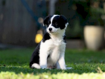 Border Collie Puppies Pure Bred