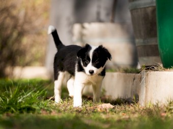 Border Collie Puppies Pure Bred