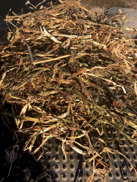 Rye grass Sub clover and Balansa