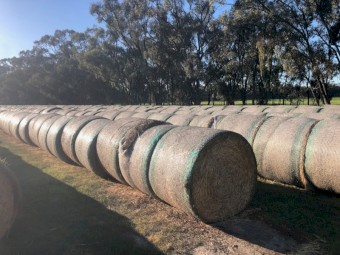 Rye grass Sub clover and Balansa