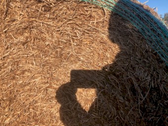 Rye grass Sub clover and Balansa