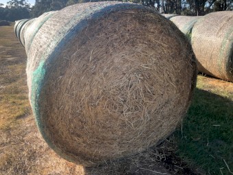 Rye grass Sub clover and Balansa
