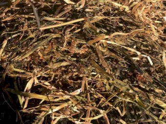 Rye grass Sub clover and Balansa