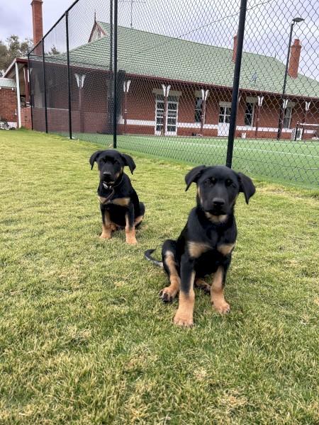 Kelpie Pups
