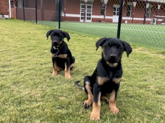 Kelpie Pups