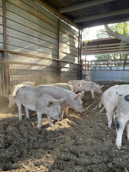 Landrace pigs, Must go ASAP