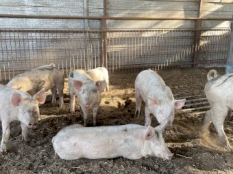 Landrace pigs, Must go ASAP
