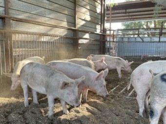 Landrace pigs, Must go ASAP