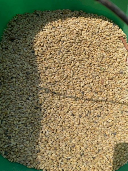 2022 Season Spartacus Barley