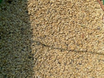 2022 Season Spartacus Barley